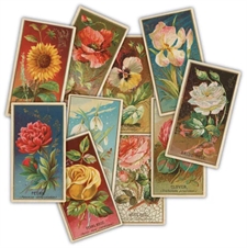Craft Consortium Ephemera - The Collector / Flowers (30 pcs)